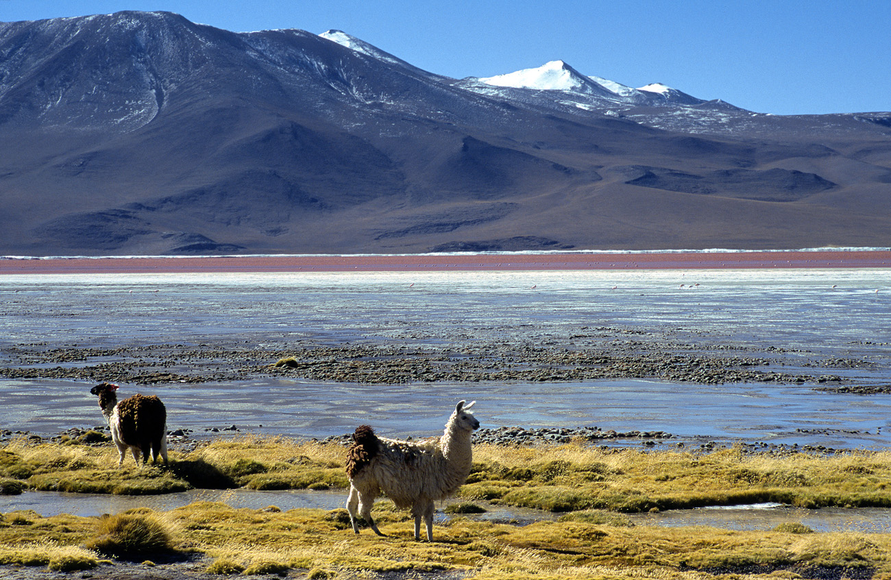 chi_6_24 colorada_lama.jpg - Sud Lipez - lagunes laguna Colorada lamas
